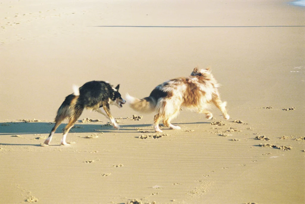 Two long-haired, spotted dogs, playing and leaving footprints in the sand at a La Jolla Beach