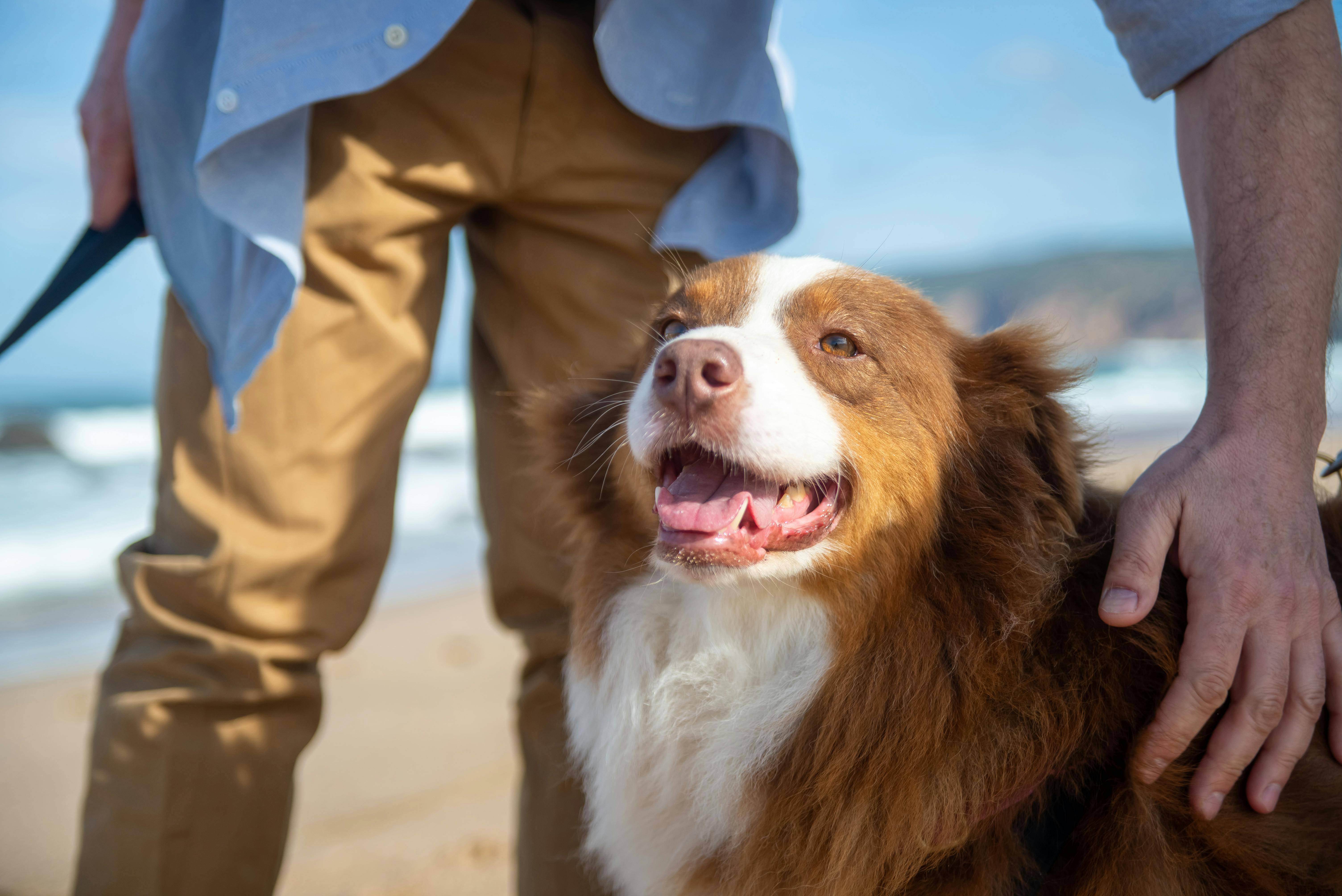 Close up photo of brown dog with person on a Coronado beach