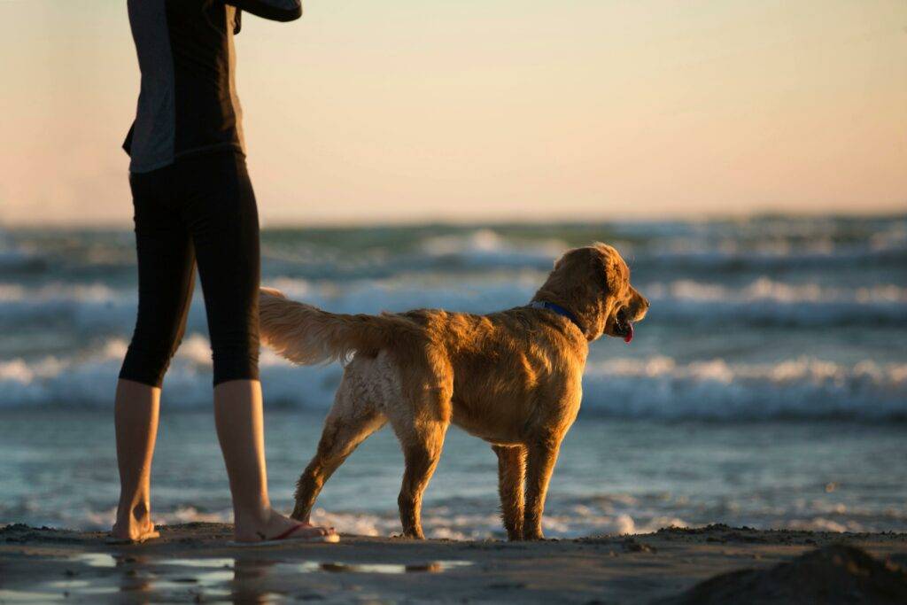 Person and dog in Coronado beach next to the water