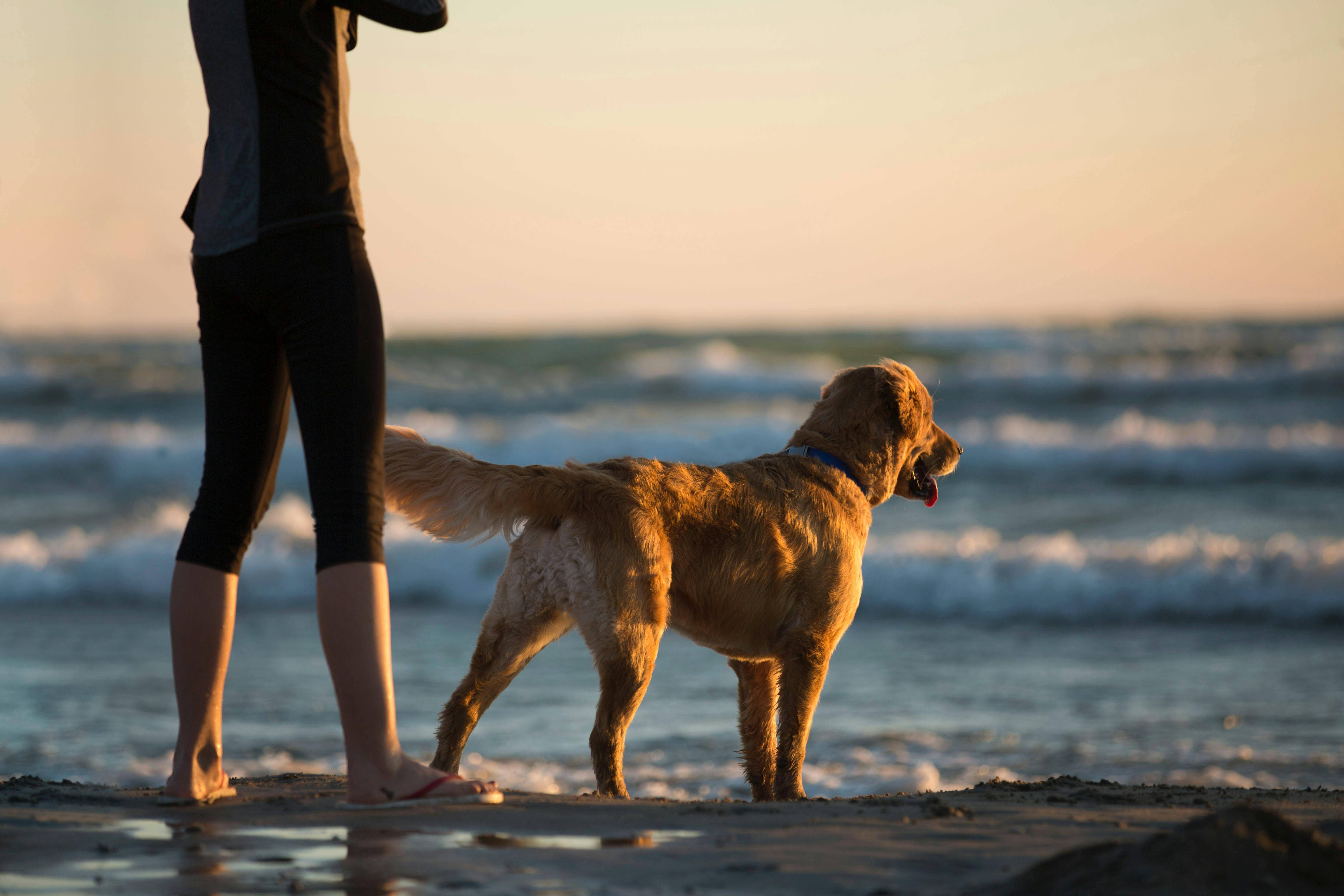 Person and dog in Coronado beach next to the water